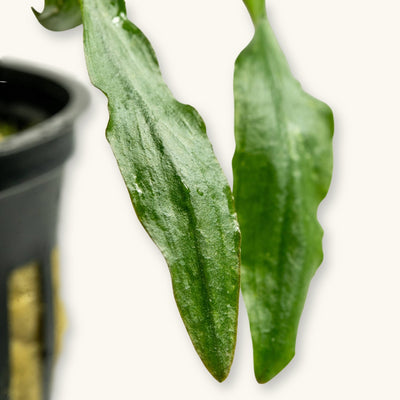 Cryptocoryne wendtii green aquarium plant leaves close-up for blackwater and biotope aquariums, photographed against a natural background at Betta Botanicals.