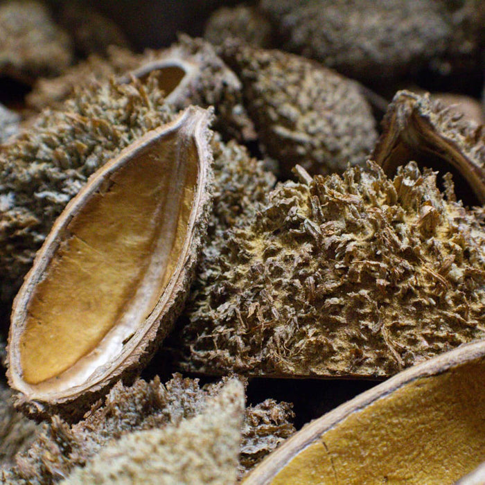 A group of tan colored Urchin Pods for blackwater, biotope and botanical method aquariums and vivariums at Betta Botanicals.