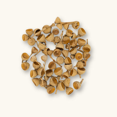 A group of tan and brown acorn tops for aquariums and vivariums, photographed on a natural background at Betta Botanicals.