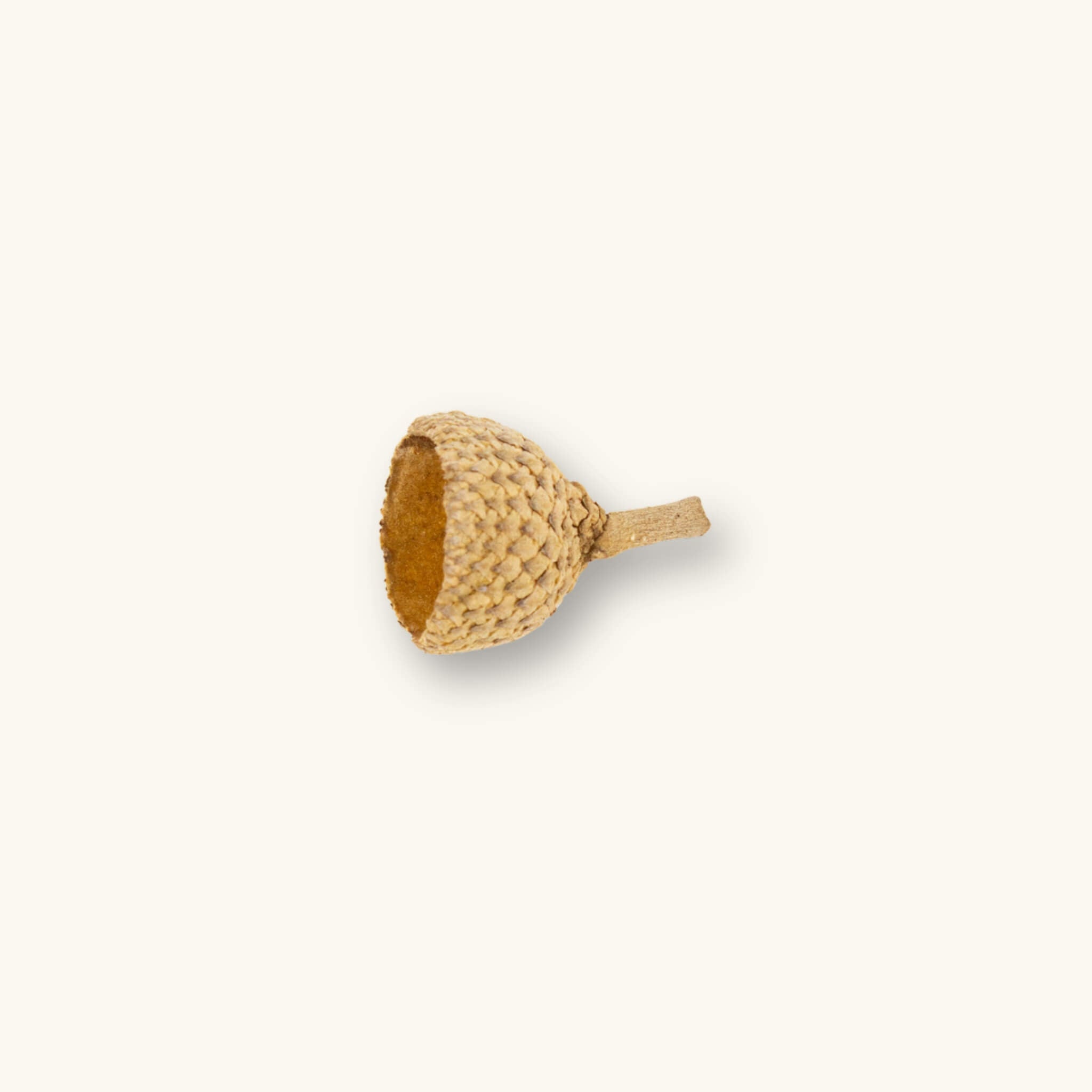 A single tan and yellow acorn with a hollow center for blackwater aquariums, photographed on a natural background at Betta Botanicals.