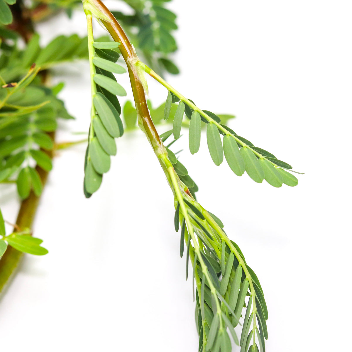 A close of photo showing the small green leaves of the aeschynomene fluitans pond plant at Betta Botanicals.