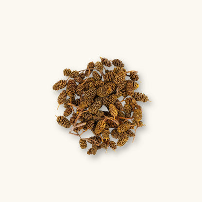 A cluster of small brown alder cones (Alnus rubra) for shrimp tanks, photographed on a natural background at Betta Botanicals.