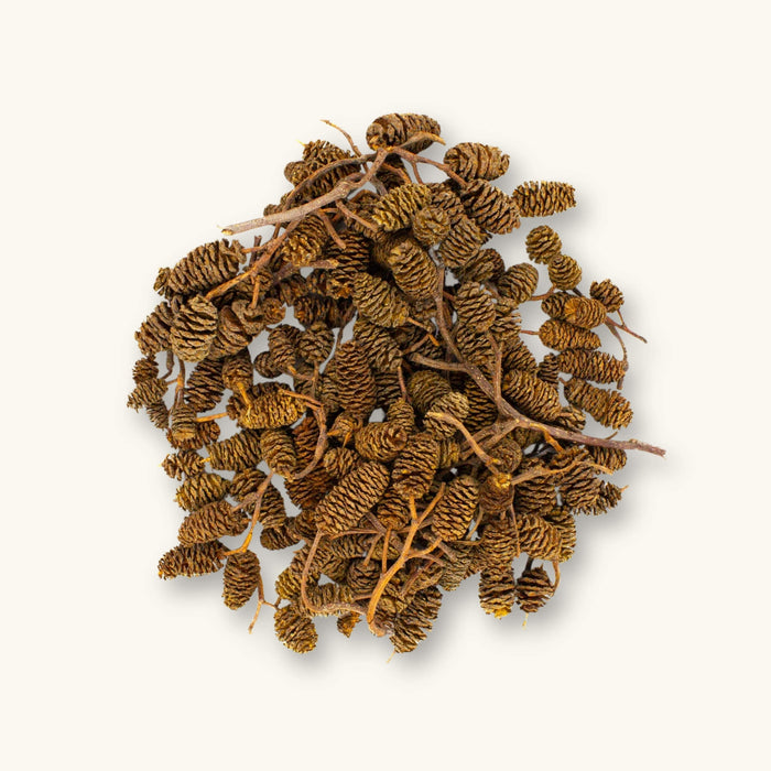 Loose brown alder cones (Alnus rubra) showing texture and size variety for blackwater aquariums, photographed on a natural background at Betta Botanicals.
