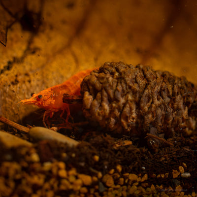 A red cherry shrimp beside a natural alder cone resting on fine detritus and gravel substrate, with a small snail and twig fragments nearby, photographed in a blackwater aquarium by Alex Kao for Betta Botanicals.
