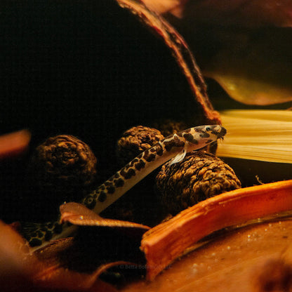 A leopard-patterned Pangio shelfordii loach utilizing alder cones and botanicals for shelter in a blackwater aquarium, photographed in a natural aquarium at Betta Botanicals.