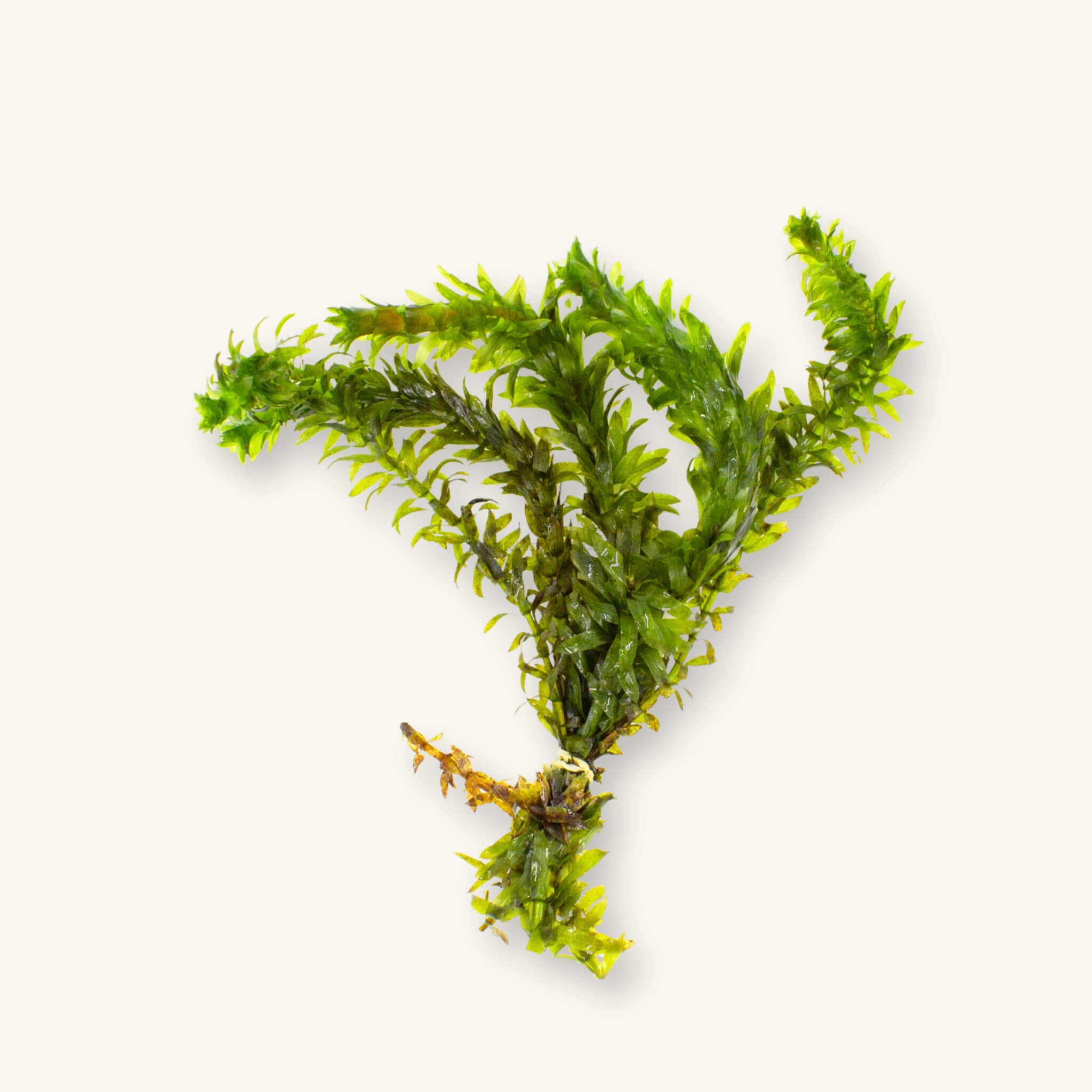 A bunched Anacharis (Elodea) stem plant with narrow, whorled green leaves and rubber banded together at the base, to create habitat in a blackwater aquarium, photographed on a natural background for Betta Botanicals.