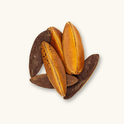 A group of brown and golden Antiquorum Pods (Euphorbia antiquorum) for vivariums, photographed on a natural background at Betta Botanicals.