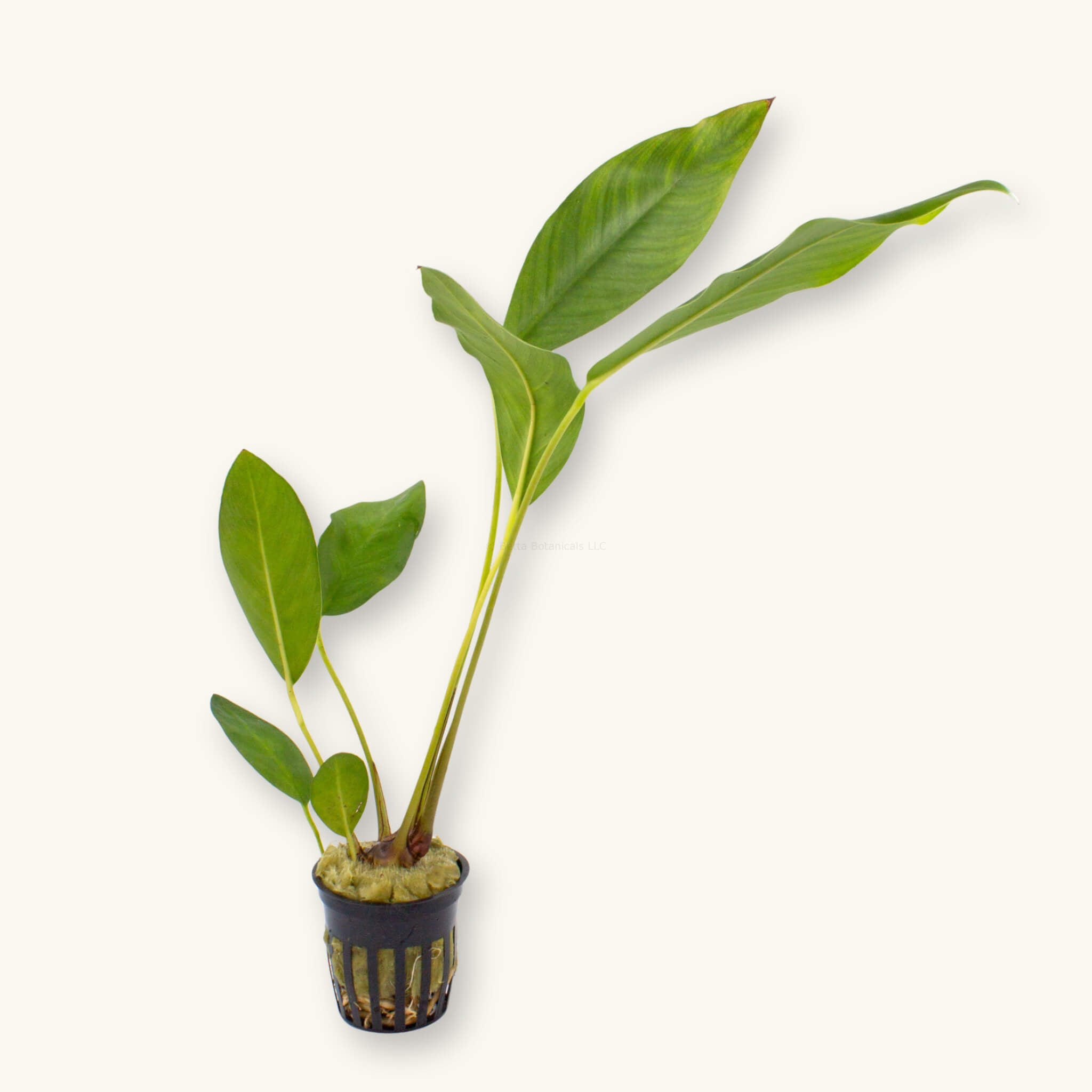 Potted Anubias congensis aquarium plant with upright green leaves and visible rhizome in a black slotted pot, photographed on a natural background for Betta Botanicals.