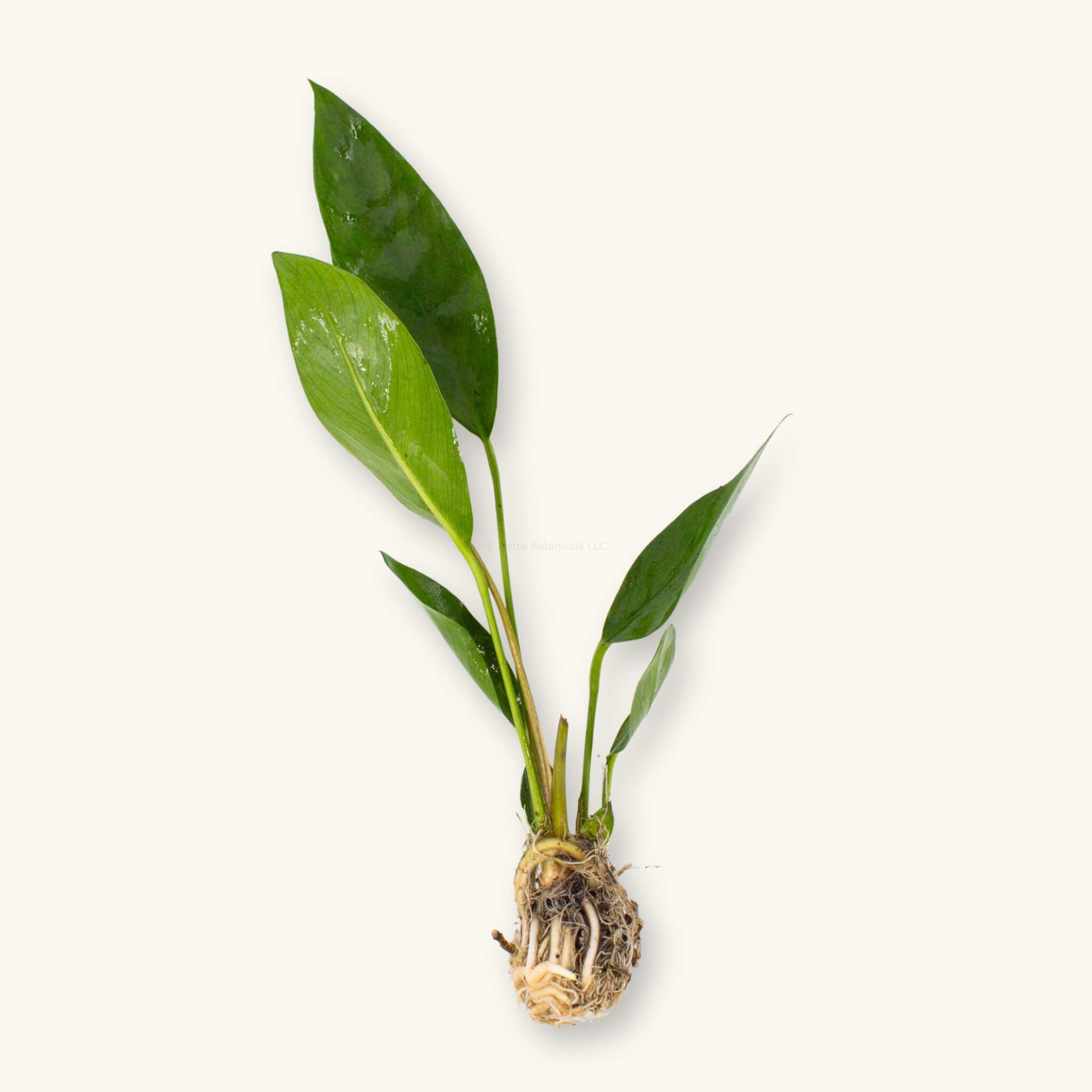 Bare root Anubias congensis aquarium plant with lance-shaped green leaves and exposed rhizome and roots, photographed on a natural background for Betta Botanicals.