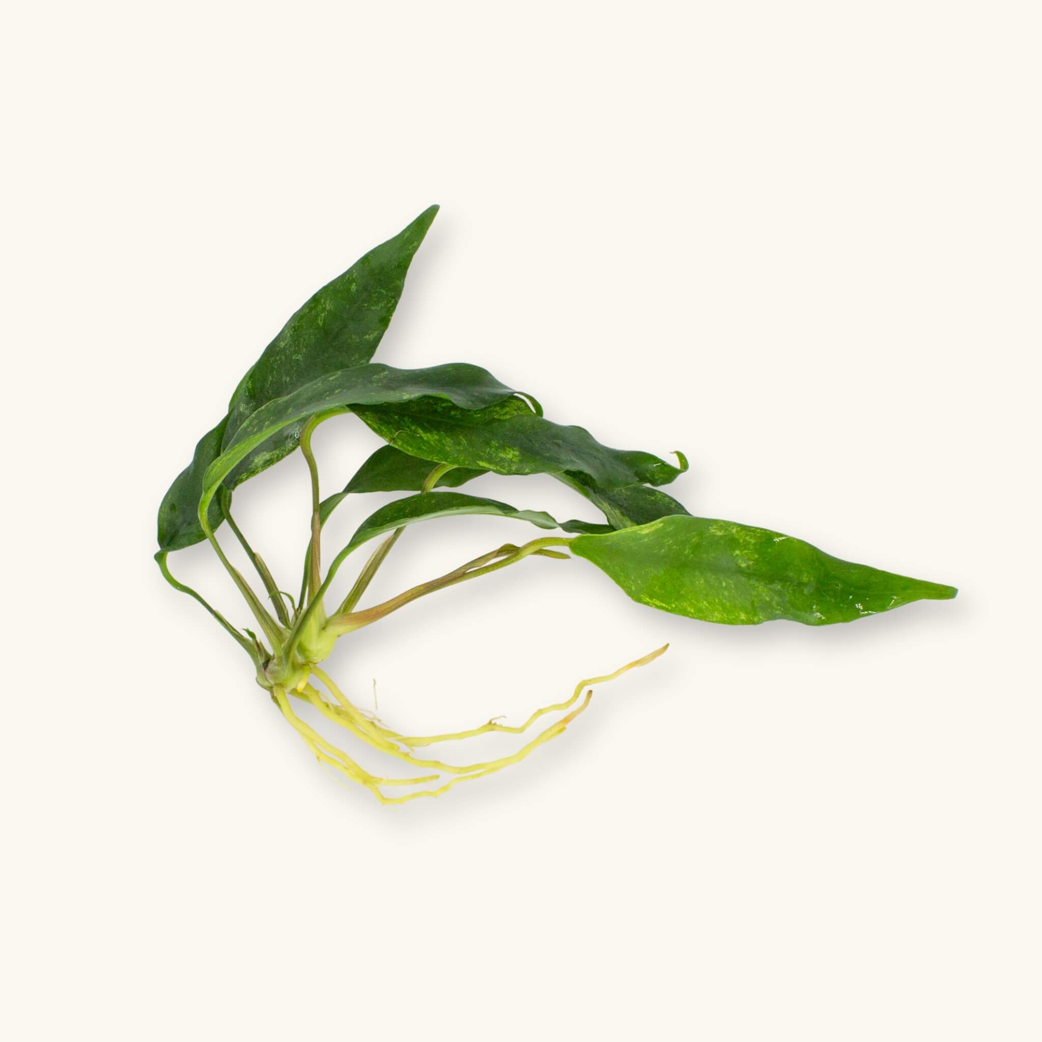 Anubias minima with narrow wavy green leaves and exposed roots, photographed on a natural background for blackwater aquarium use at Betta Botanicals