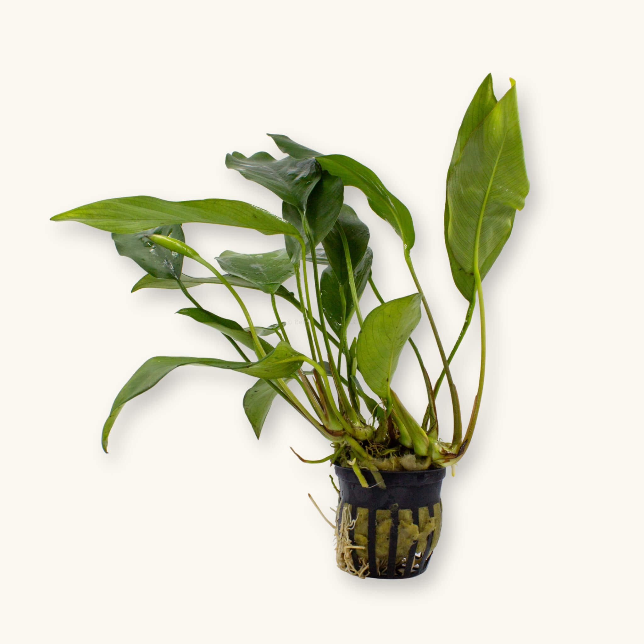 Potted Anubias Nancon aquarium plant with upright green leaves and visible rhizome in a black slotted pot, photographed on a natural background for Betta Botanicals.