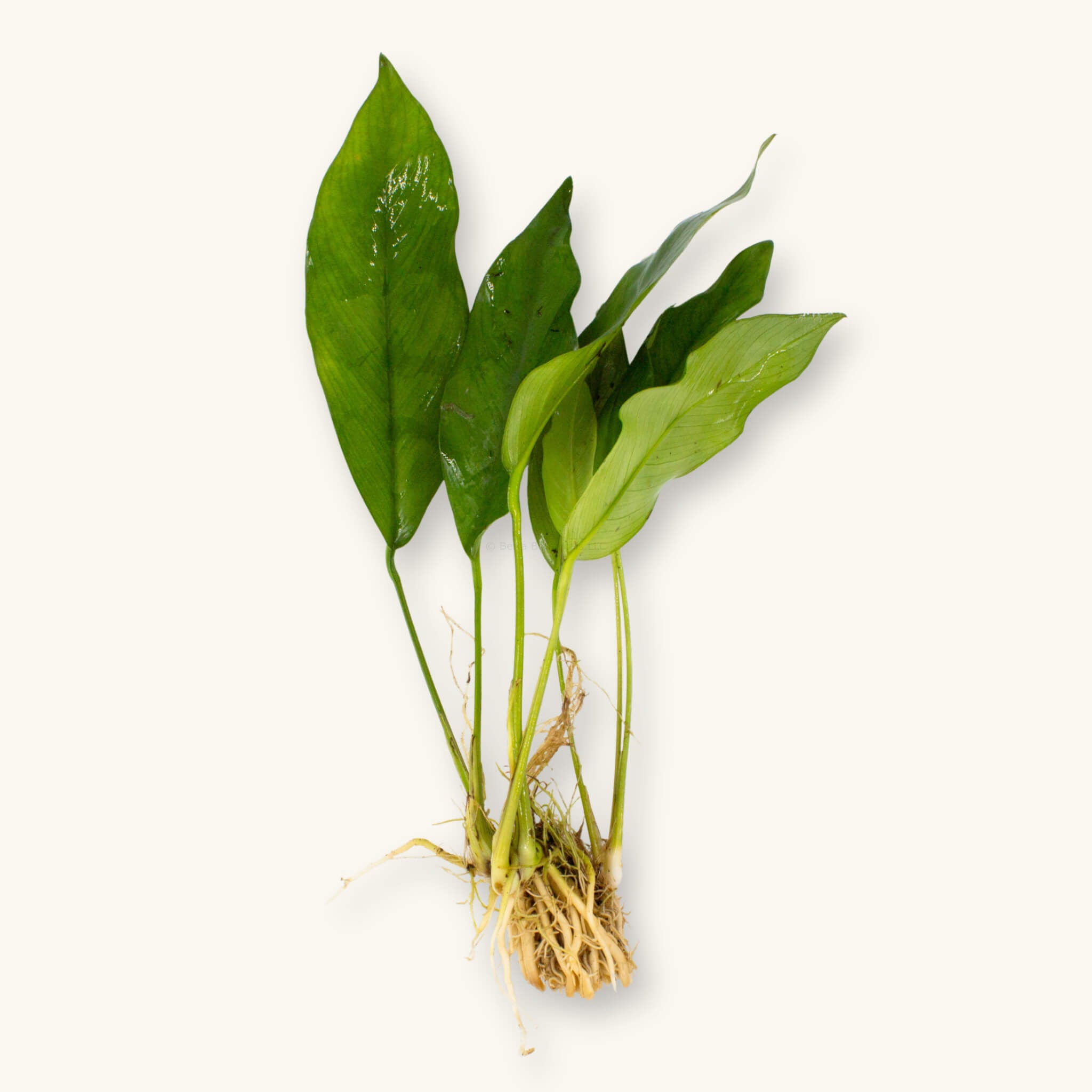Bare root Anubias Nancon hybrid aquarium plant showing thick rhizome and roots with several long, pointed green leaves, photographed on a natural background for Betta Botanicals.