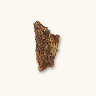 Textured dark brown oak bark showing irregular ridges and fibrous structure (Quercus spp.) for blackwater aquariums, photographed on a natural background at Betta Botanicals.