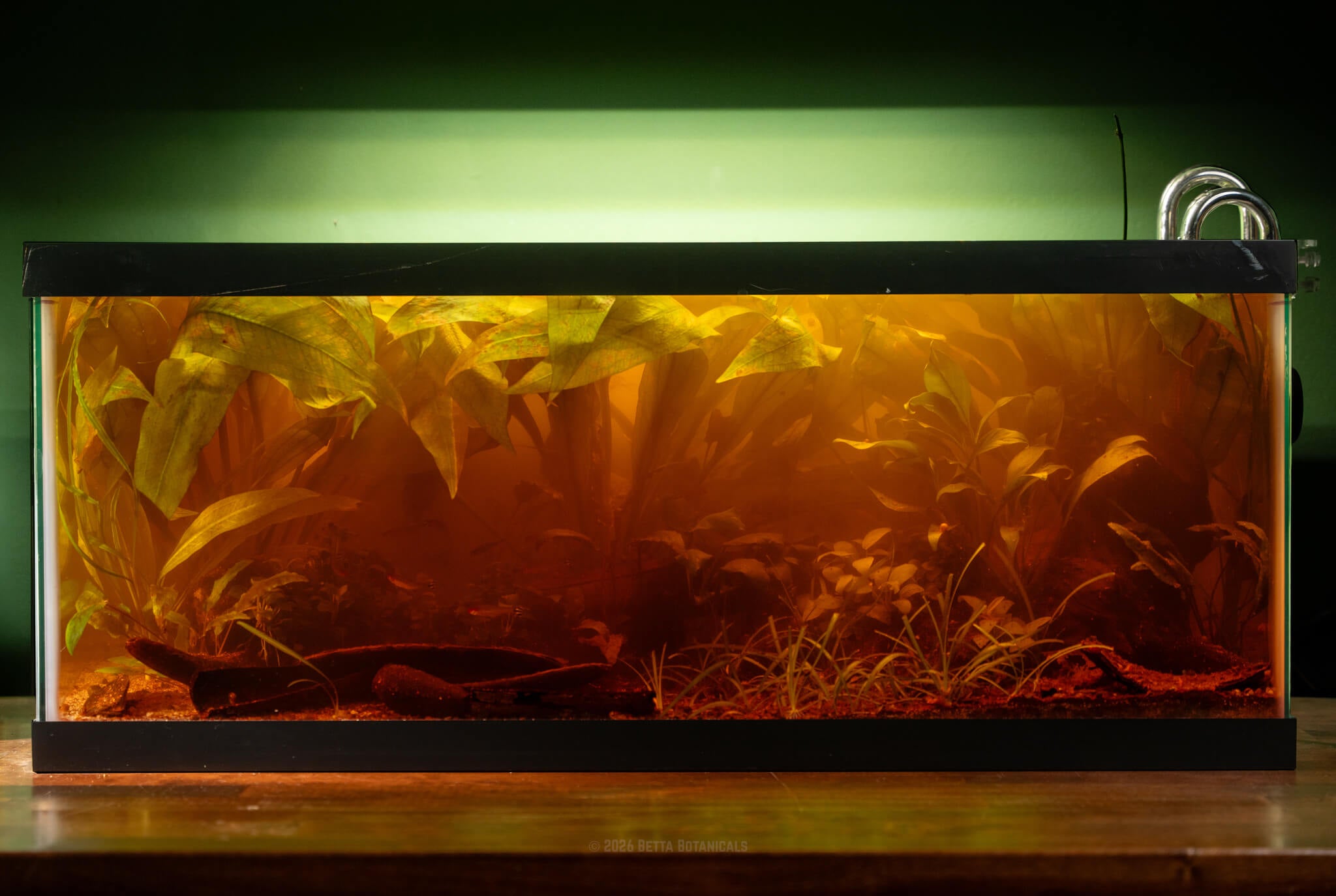 A planted aquarium tinted with brown and red aquarium tannins containing natural brown botanicals, leaf litter, and seed pods and vibrant green aquatic plants, photographed against a green wall by Alex K for Betta Botanicals.