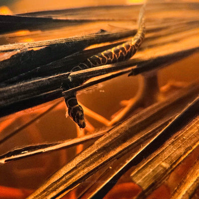 A Pangio kuhlii loach resting among submerged palm fronds and tannin-rich water in a blackwater aquarium, photographed in a natural aquarium at Betta Botanicals.