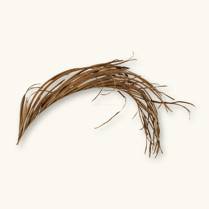 A single areca palm frond with brown curled fronds for blackwater aquariums, photographed on a natural background at Betta Botanicals.