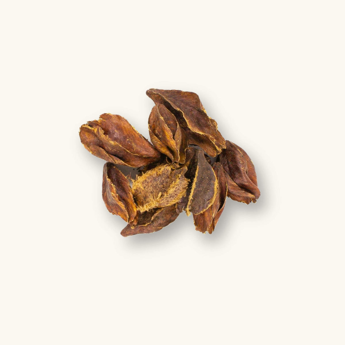 A group of brown arjuna pods (Terminalia arjuna) for blackwater aquariums, photographed on a natural background at Betta Botanicals.
