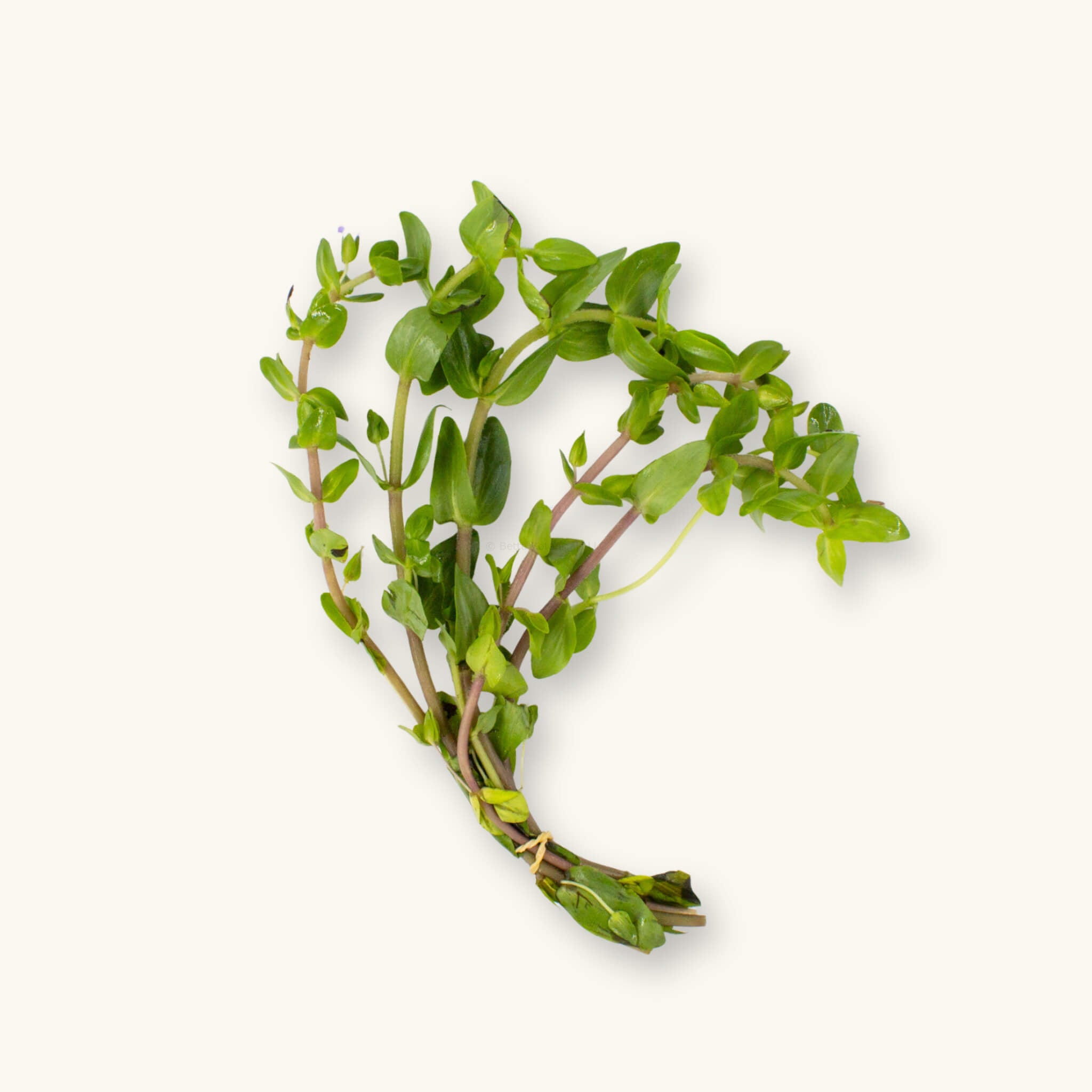 Bacopa caroliniana aquarium plant shown as a bundle of green stems with broad leaves, photographed on a natural background for Betta Botanicals.