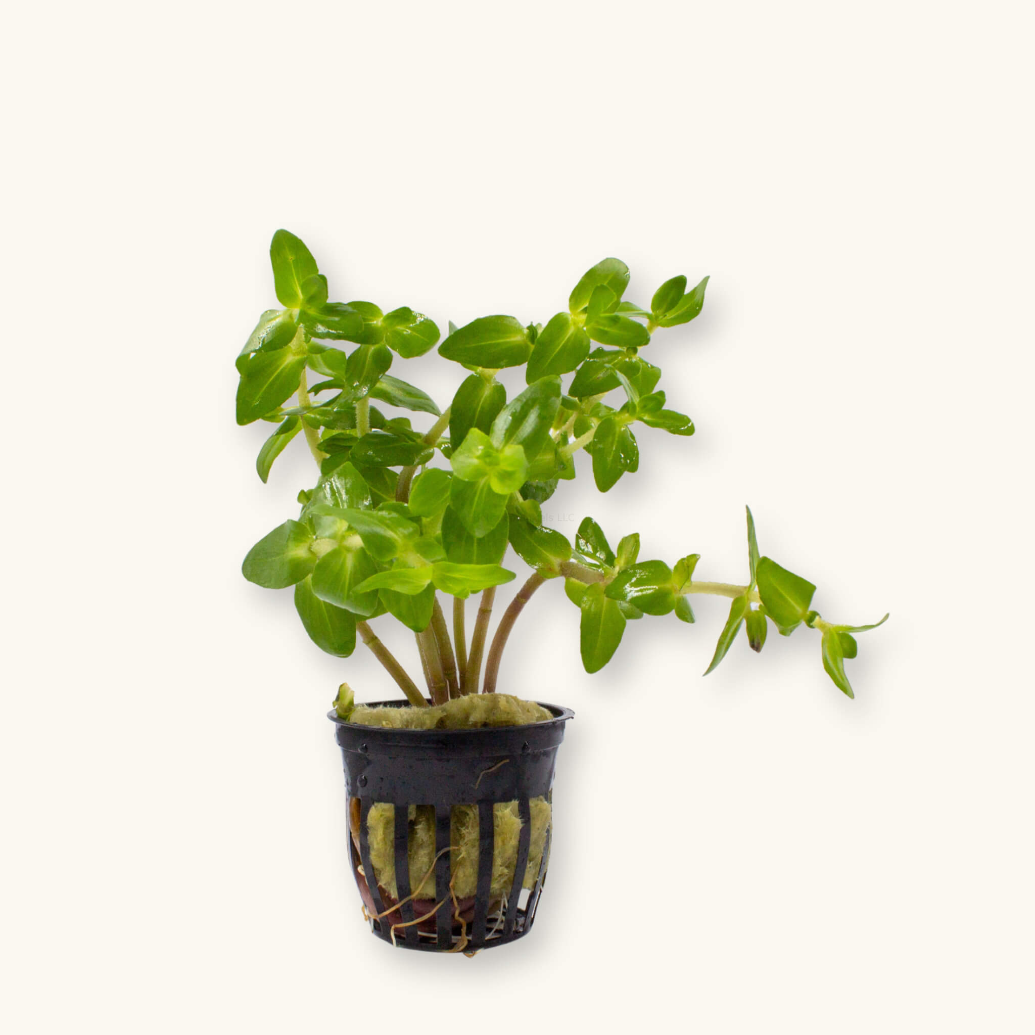 Potted Bacopa caroliniana aquarium plant with upright green stems and leaves in a black slotted pot, photographed on a natural background for Betta Botanicals.
