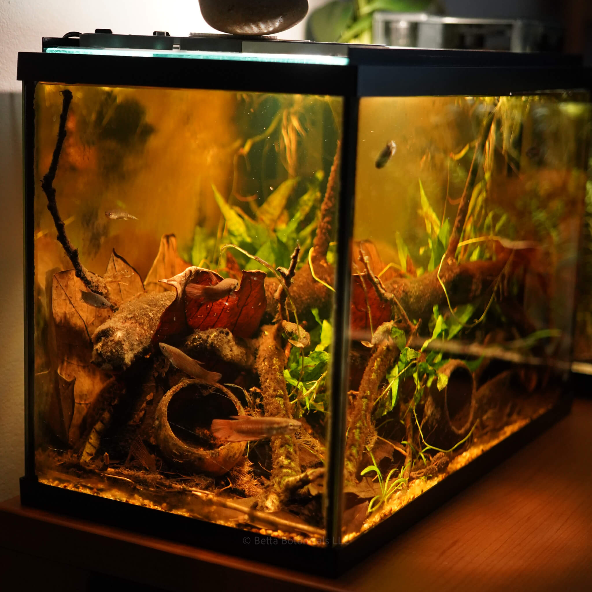 A small blackwater aquarium featuring bael pods, leaf litter, twigs, and live plants with Betta picta swimming among tannin-stained water, photographed by Ryan Schmidt for Betta Botanicals.
