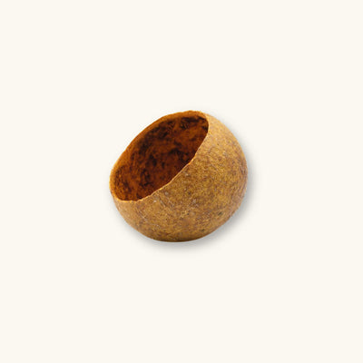 A single golden-brown bael tree pod (Aegle marmelos) showing its hollowed interior for blackwater aquariums, photographed on a natural background at Betta Botanicals.