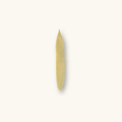 A delicate golden bamboo leaf (Bambusa sp.), showcasing its slim shape for biotope aquariums, photographed on a natural background at Betta Botanicals.