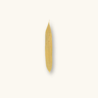 A long, narrow, yellow-brown bamboo leaf (Bambusa sp.) for blackwater aquariums, photographed on a natural background at Betta Botanicals.