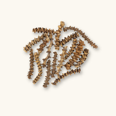 A group of dried banana stems in varying lengths with ringed nodes and ridged brown and tan surfaces, a botanical used in blackwater aquariums and shrimp tanks, photographed on a natural background at Betta Botanicals.