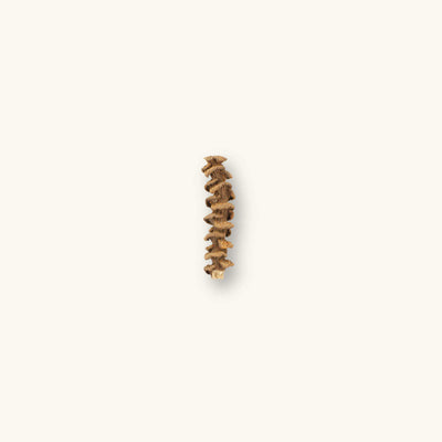 A single dried banana stem with tan and brown ringed nodes and fine ridges along its length, a botanical used in blackwater aquariums, photographed on a natural background at Betta Botanicals.