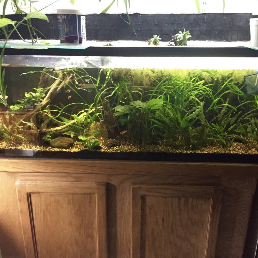 An aquarium with green plants and a gravel and dirt soil for community fish at Betta Botanicals.