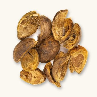 A collection of rough-textured betel nut pericarps (Areca catechu) in brown and golden hues for aquariums and vivariums, photographed on a natural background at Betta Botanicals.