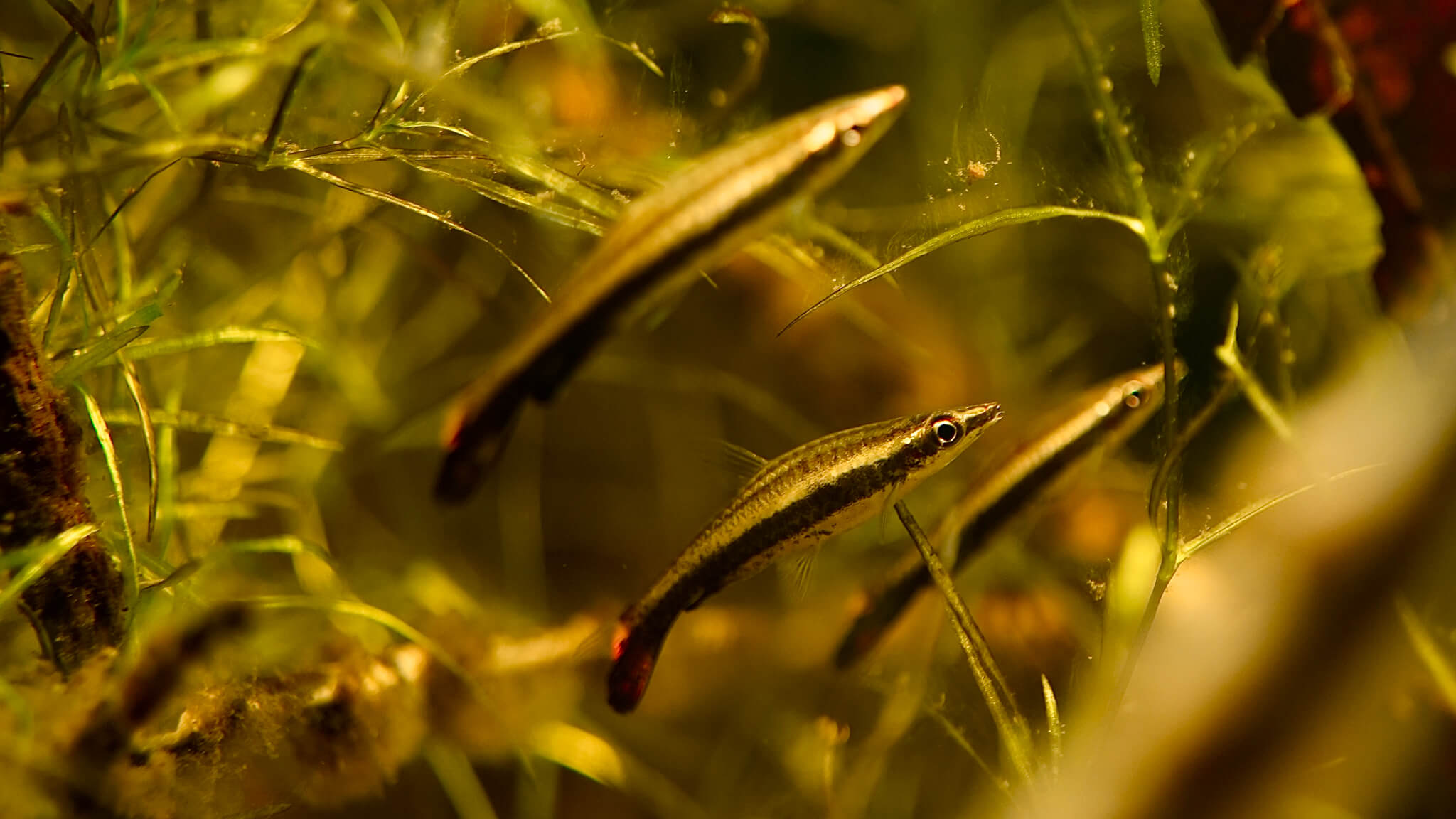 Nannostomus eques swimming through a blackwater planted aquarium with guppy grass, photographed by Ryan S for Betta Botanicals.
