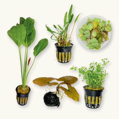 Betta Plant Pack for the Botanical Method Aquarium