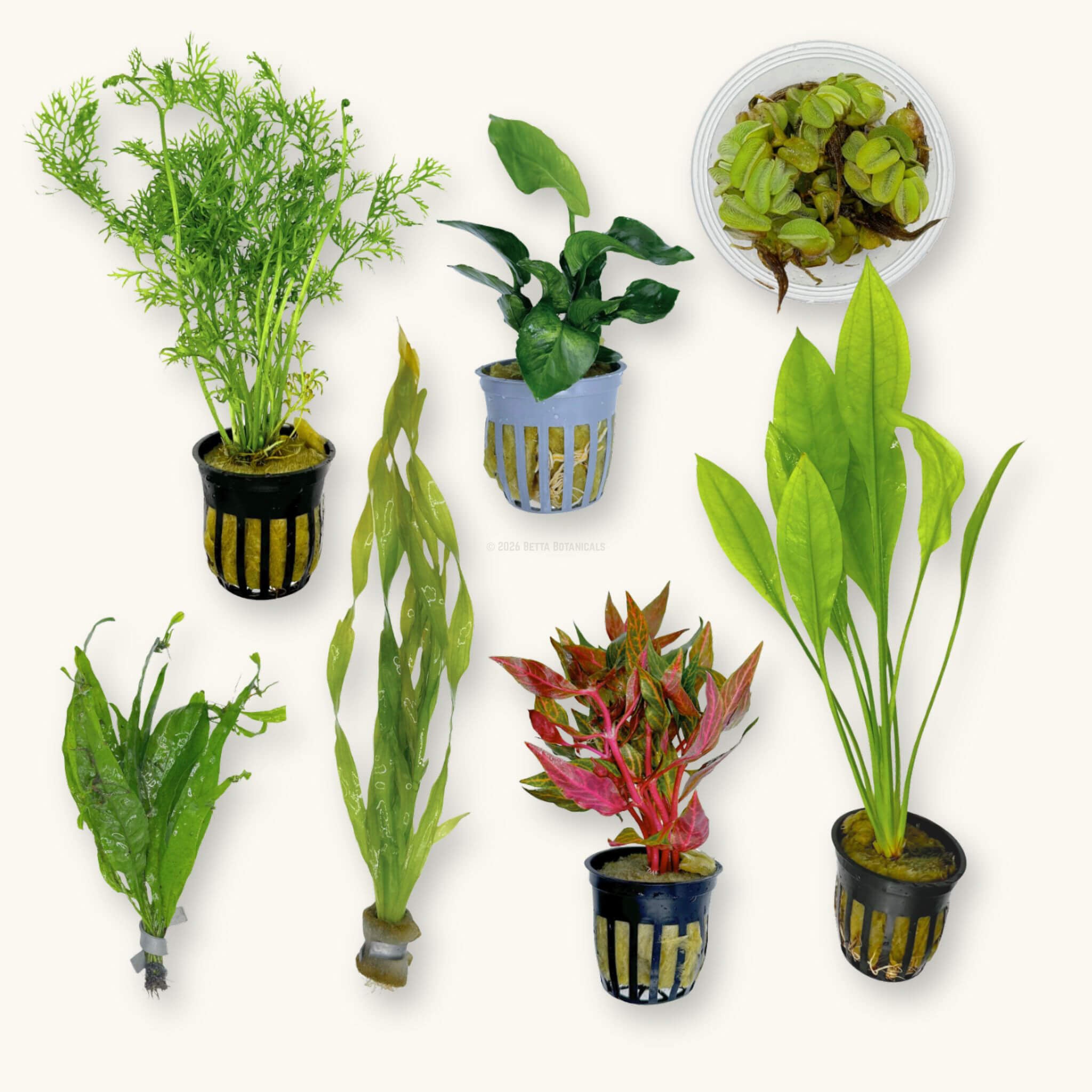 Betta Plant Pack for the Botanical Method Aquarium