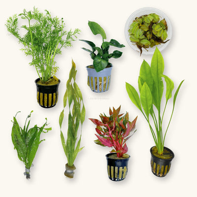 Betta Plant Pack for the Botanical Method Aquarium