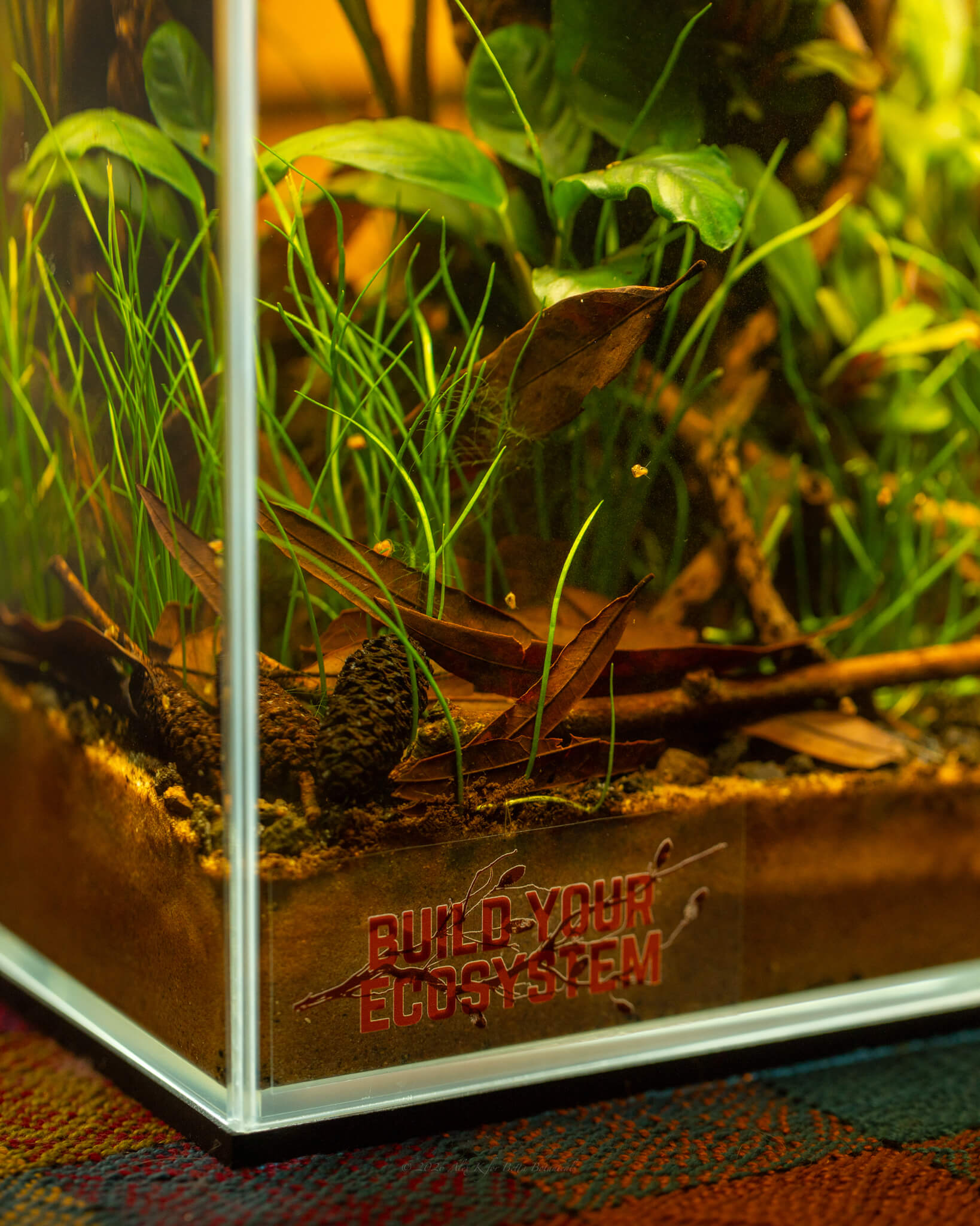 green aquarium plants and brown leaf litter and seed pods in a botanical method aquarium, photographed by Alex K for Betta Botanicals.