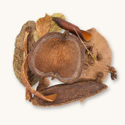 The Betta Botanicals Variety Pack (mixed species) of assorted leaves, pods, and bark for blackwater aquariums, photographed on a natural background at Betta Botanicals.