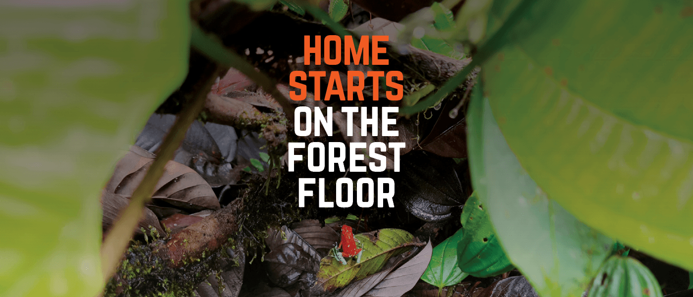 A red and blue poison dart frog resting on decomposing leaf litter across the forest floor of a Colombian rainforest, reflecting the vivarium leaf litter and forest floor materials Betta Botanicals sources for bioactive enclosures, photographed in situ by Juan S for Betta Botanicals.