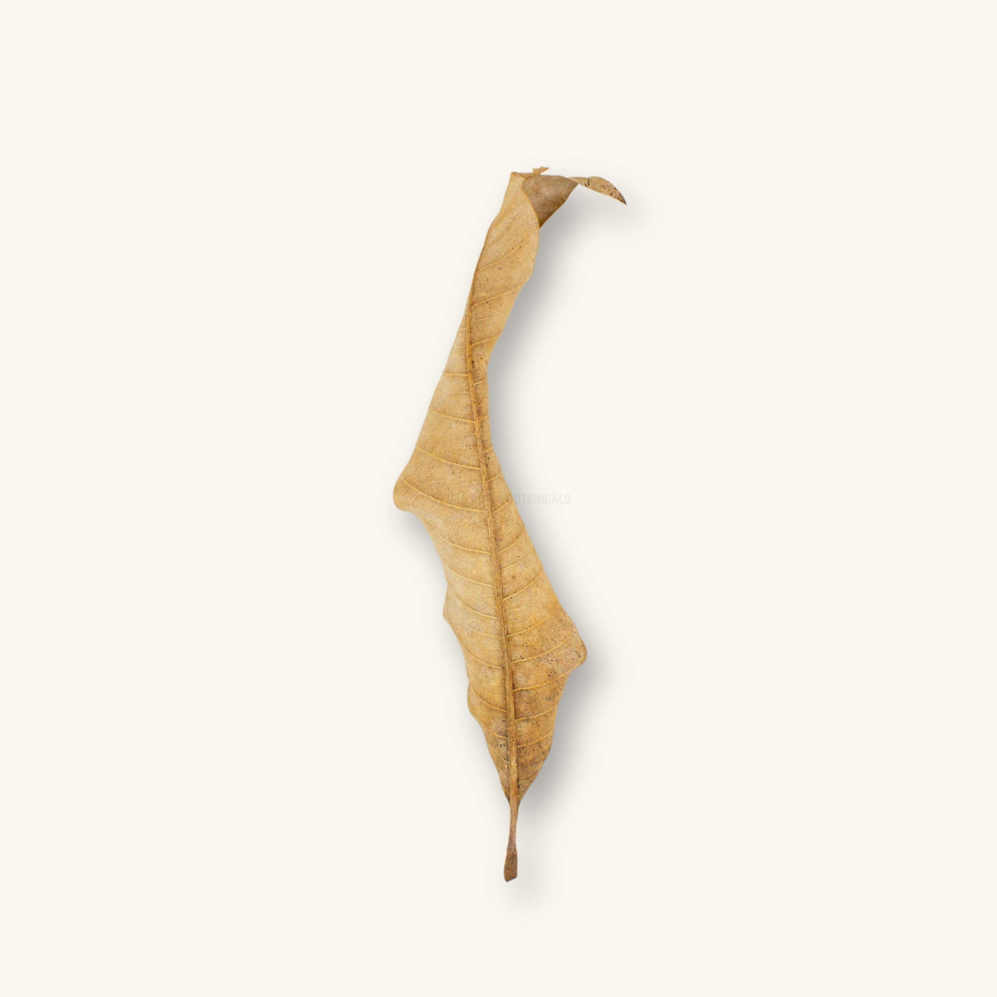 A single dried mango leaf with a curled, twisted blade and tan venation, providing leaf litter and refuge for betta fish in a blackwater aquarium, photographed on a natural background at Betta Botanicals.