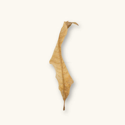 A single dried mango leaf with a curled, twisted blade and tan venation, providing leaf litter and refuge for betta fish in a blackwater aquarium, photographed on a natural background at Betta Botanicals.