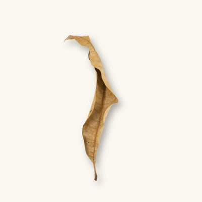 A single dried mango leaf with a curled blade and darkened patches, providing leaf litter and a foraging surface for dart frogs in a bioactive vivarium, photographed on a natural background at Betta Botanicals.