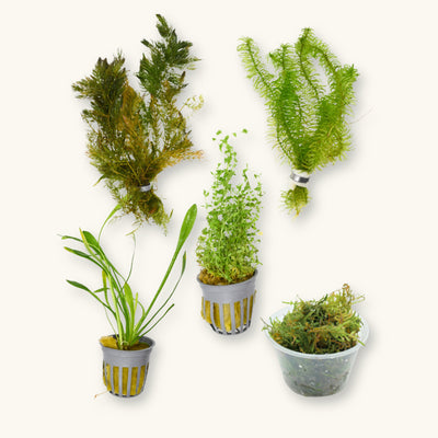 Shrimp Plant Pack for the Botanical Method Aquarium