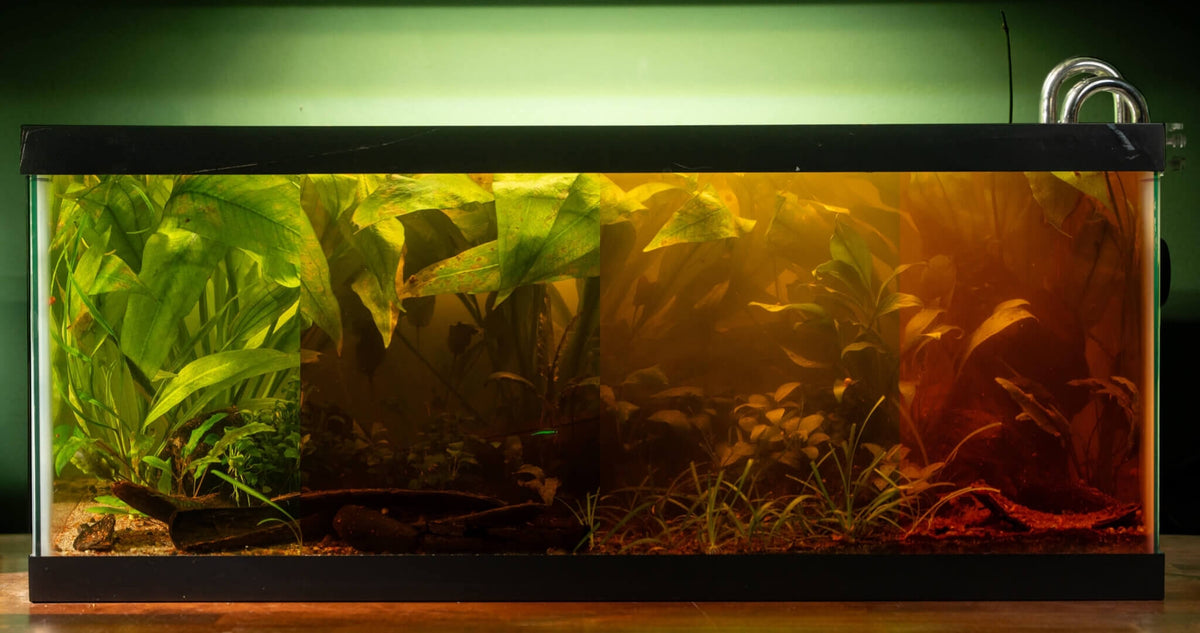 Betta Tea™ | Natural Blackwater Tannin Replenishment