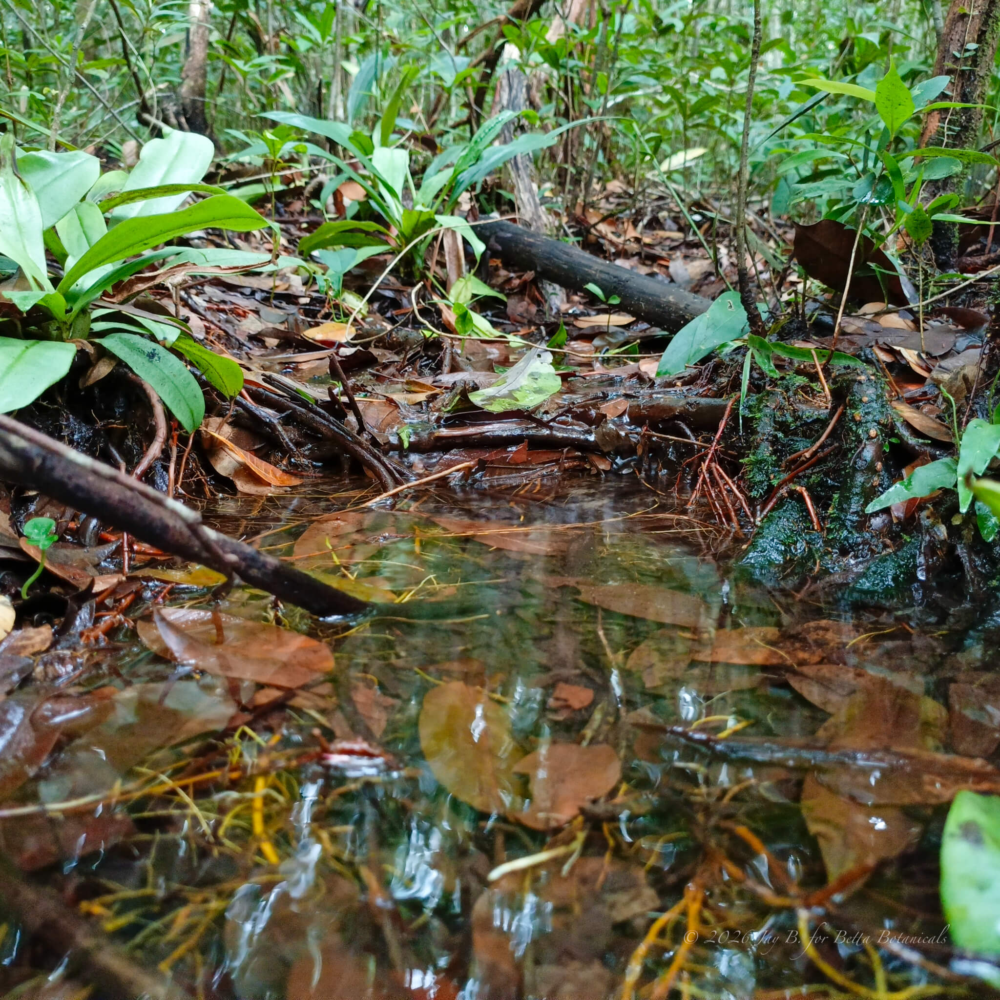 A shallow blackwater pool at the forest floor with submerged jambolan leaves and amber leaf litter, bordered by woody debris, exposed root structure, and dense riparian vegetation forming a wild betta fish habitat, photographed in situ by Jay Belitung for Betta Botanicals.