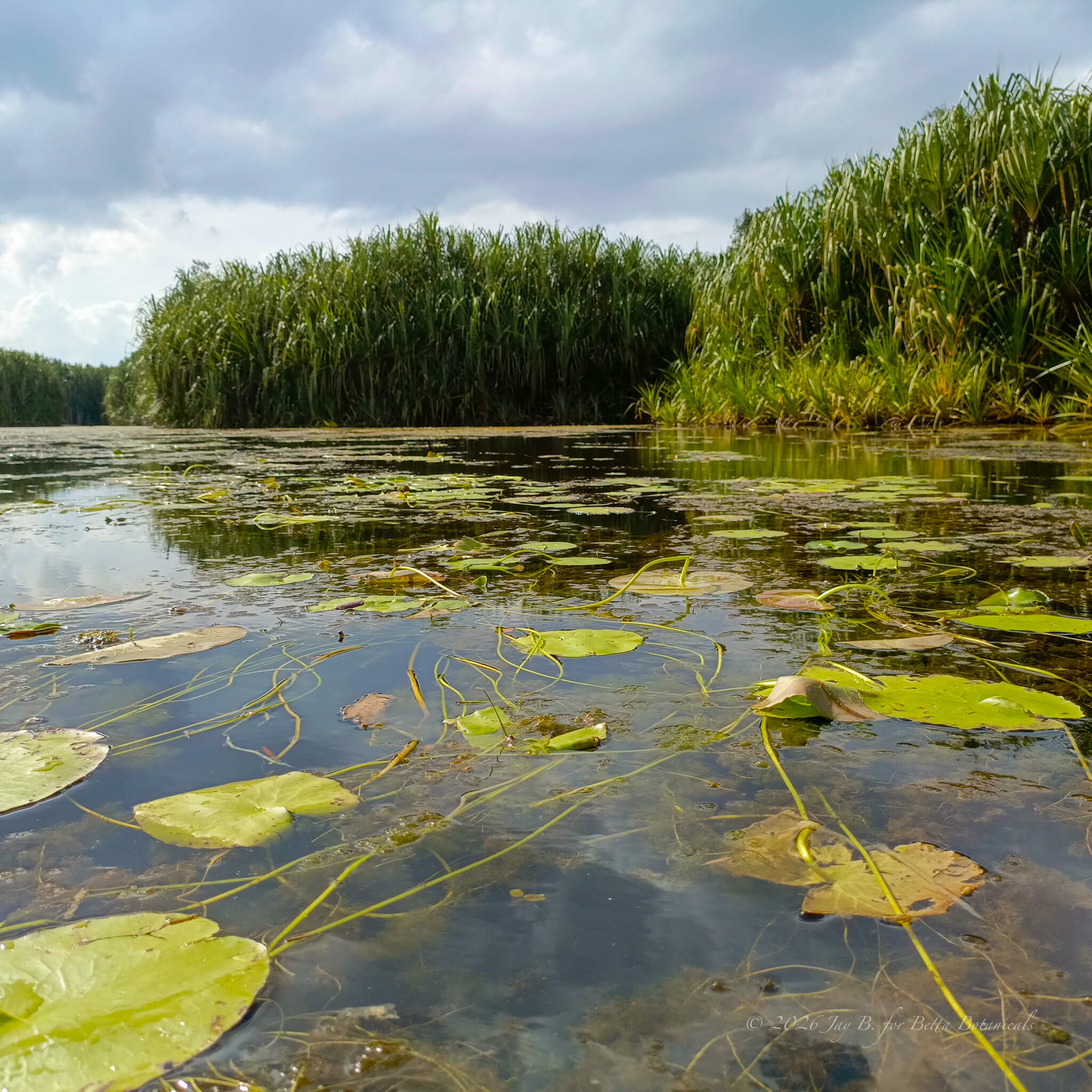 A surface-level view of a dark blackwater lake with floating lily pads and trailing stem vegetation, bordered by dense stands of emergent grasses under an overcast sky, photographed in situ by Jay Belitung for Betta Botanicals.