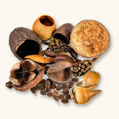 A group of brown, red, yellow, and amber seed pods for the aquarium or vivarium, photographed on a natural background at Betta Botanicals.