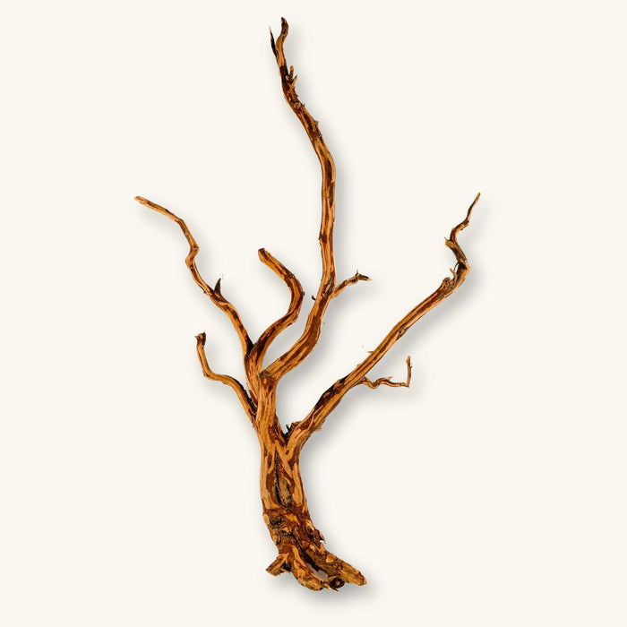 A single borneo rasamala root for southeast asian blackwater aquariums with brown and orange wood tones photographed on a natural background at Betta Botanicals.