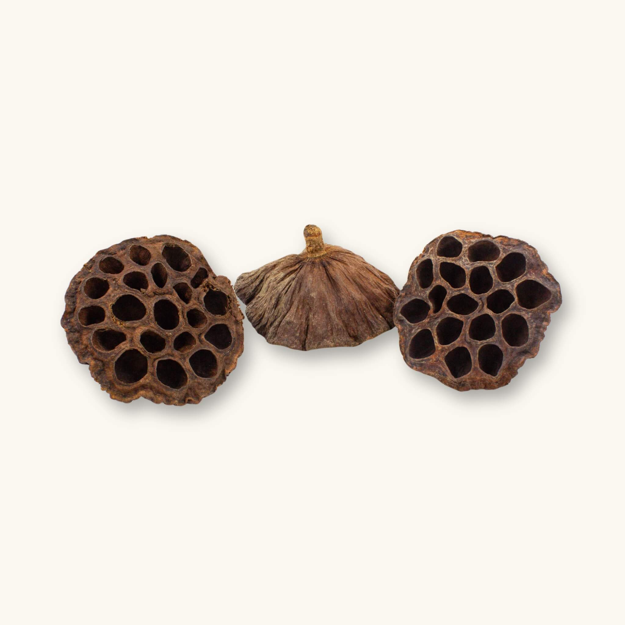 A group of three brown large lotus pods with rough fibrous bottoms and dimpled tops, photographed against a natural background at Betta Botanicals.