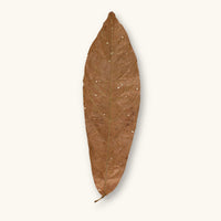 A single dried brown cacao leaf (Theobroma sp.) for shrimp tanks, photographed on a natural background at Betta Botanicals.