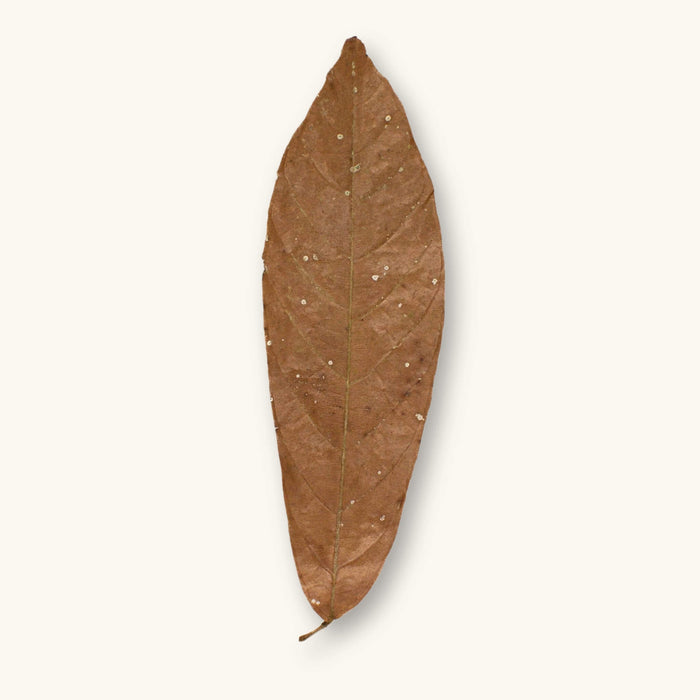 A single dried brown cacao leaf (Theobroma sp.) for shrimp tanks, photographed on a natural background at Betta Botanicals.